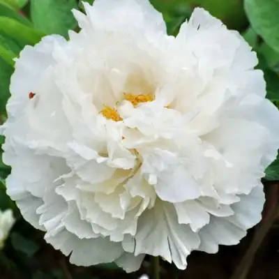 Пион БЕЛЫЙ СНЕГ древовидный в Пинске