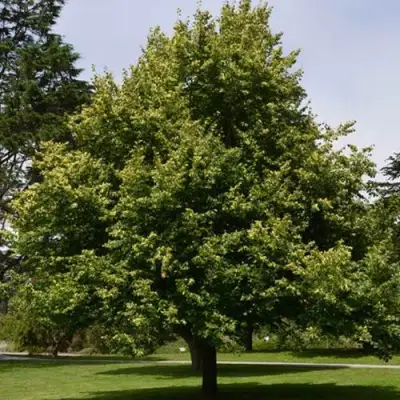 Липа сердцевидная в Пинске