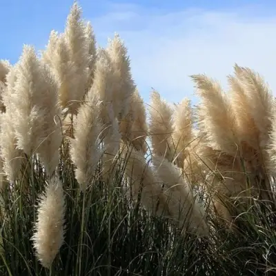 Кортадерия белая (пампасная трава) в Пинске