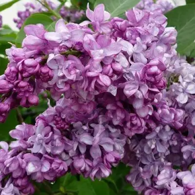 Сирень ГЕНЕРАЛ ПЕРШИНГ в Пинске