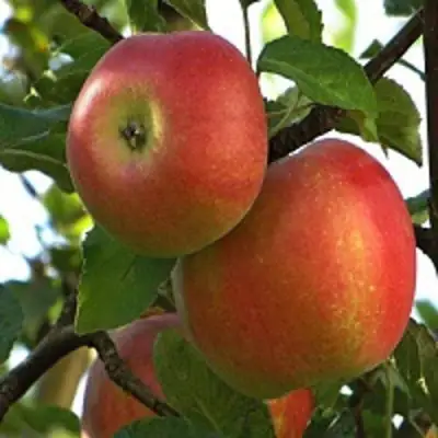 Яблоня ПЕРСИКОВАЯ в Пинске