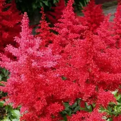 Астильба ЭТНА Арендса в Пинске