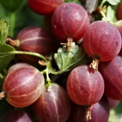 Крыжовник ХИННОМАКИ РОТ в Пинске