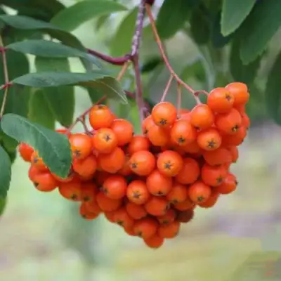 Рябина ВЕФЕД сладкоплодная в Пинске