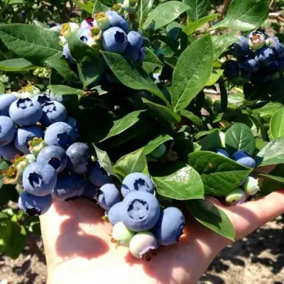 Голубика ДАРРОУ в Пинске