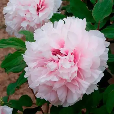 Пион ПЕРСИК ПОД СНЕГОМ древовидный в Пинске