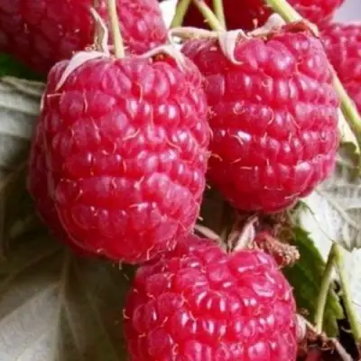 Малина ГЕРАКЛ в Пинске