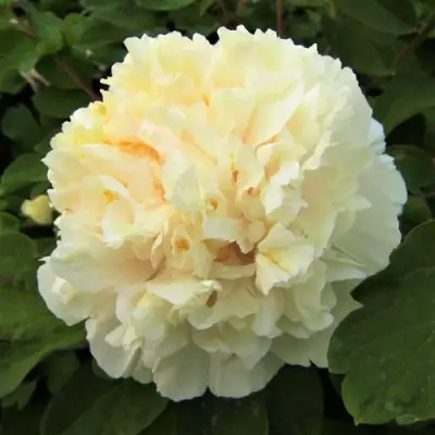 Пион НЕЖНЫЙ ГОЛОС древовидный в Пинске