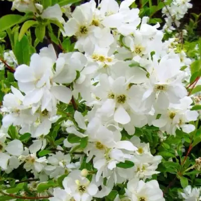 Экзохорда ЗЕ БРАЙД в Пинске