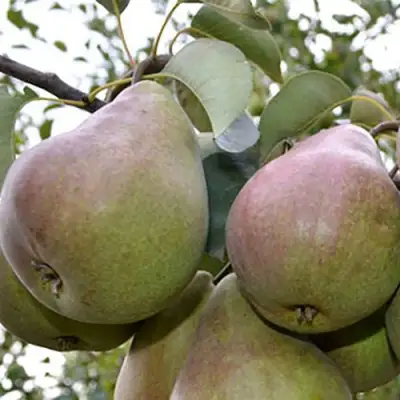 Груша БРЯНСКАЯ КРАСАВИЦА в Пинске