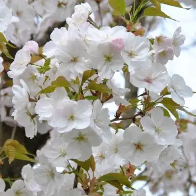 Сакура САНСЕТ БУЛЕВАРД в Пинске