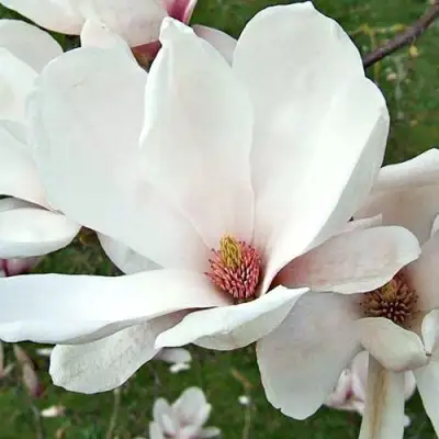 Магнолия АЛЬБА СУПЕРБА в Пинске