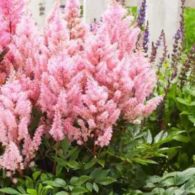 Астильба ЛУК ЭТ МИ японская в Пинске
