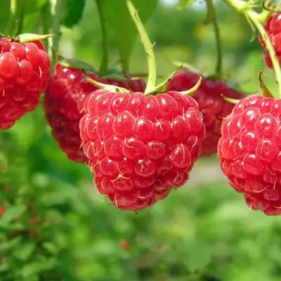 Малина ПРОСТО ПРЕЛЕСТЬ (СТОЛЕШНИК) в Пинске