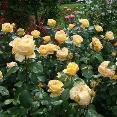 Роза КЕНДЛАЙТ чайно-гибридная в Пинске