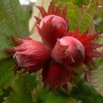 Фундук МОСКОВСКИЙ РУБИН в Пинске