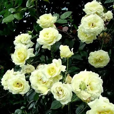 Роза ЭЛЬФ плетистая в Пинске