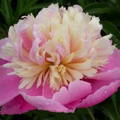 Пион ВЕСЕННЯЯ ПАЛИТРА травянистый в Пинске