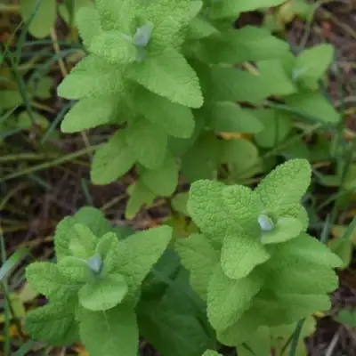 Мята АПФЕЛМИНЦЕ в Пинске