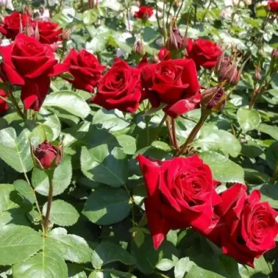 Роза ЭКСПЛОРЕР чайно-гибридная в Пинске