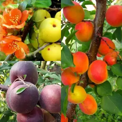 Комплект САД ДЛЯ ГУРМАНА в Пинске