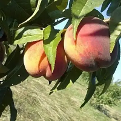 Персик СОФГАФЕН в Пинске