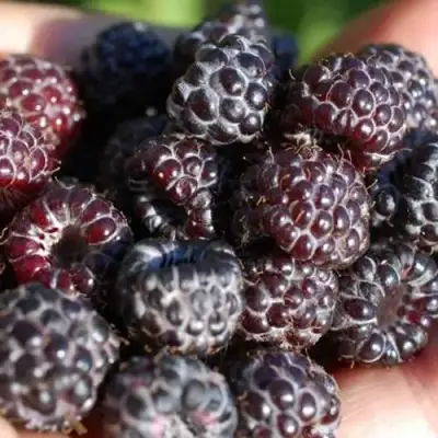 Малина БРИСТОЛЬ в Пинске