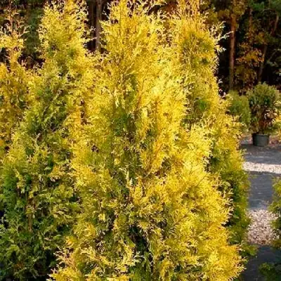 Туя ЕВРОПА ГОЛД западная в Пинске