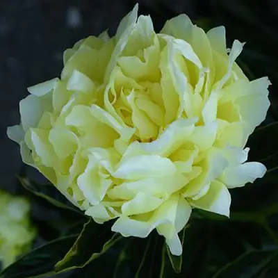 Пион ЗОЛОТАЯ КОЛЕСНИЦА травянистый в Пинске