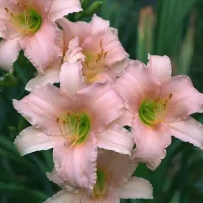 Лилейник ЛАКШЕРИ ЛЕЙС гибридный в Пинске