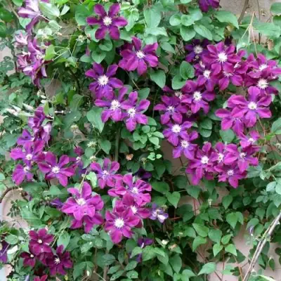 Клематис ГЕРОИ ВАРШАВЫ в Пинске