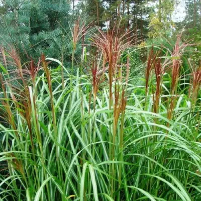 Мискантус МАЛЕПАРТУС китайский  в Пинске