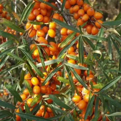 Облепиха РОСИНКА в Пинске