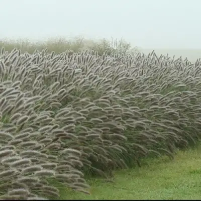 Пеннисетум ЛЕДИ Ю в Пинске