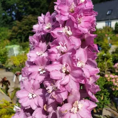 Дельфиниум АСТОЛАТ тихоокеанский в Пинске
