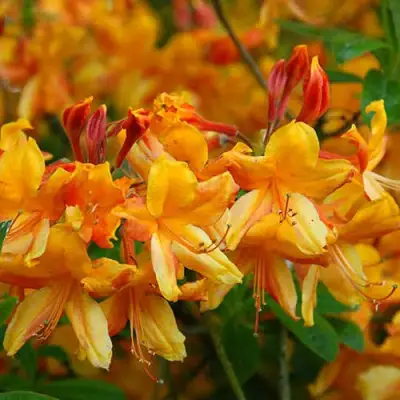 Азалия ОРАНЖ ХИТ листопадная в Пинске