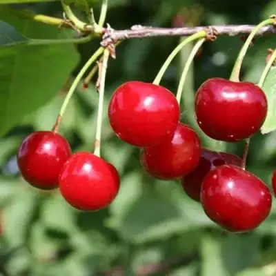 Вишня РИВАЛ в Пинске