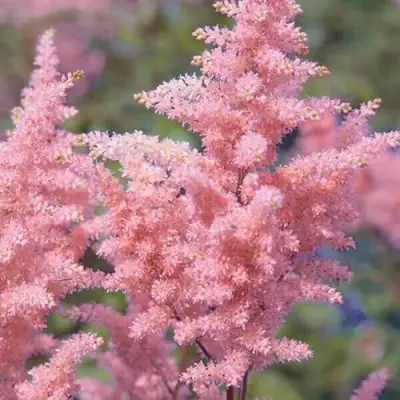 Астильба ГЛИТТЕР ЭНД ГЛАМУР китайская в Пинске