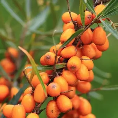 Облепиха АЛТАЙСКАЯ в Пинске
