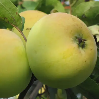 Яблоня РОССИЯНКА в Пинске