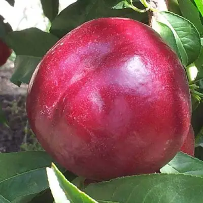 Нектарин ЭКСТРИМ БЬЮТИ в Пинске