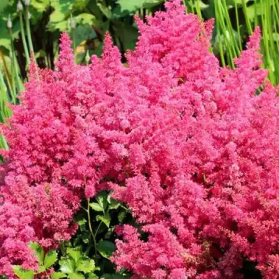 Астильба САННИ ДЕЙ гибридная в Пинске
