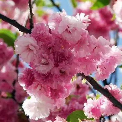 Сакура ПИНК ПЕРФЕКШН в Пинске