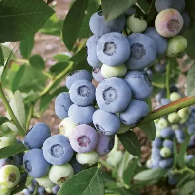 Голубика ЛИБЕРТИ в Пинске