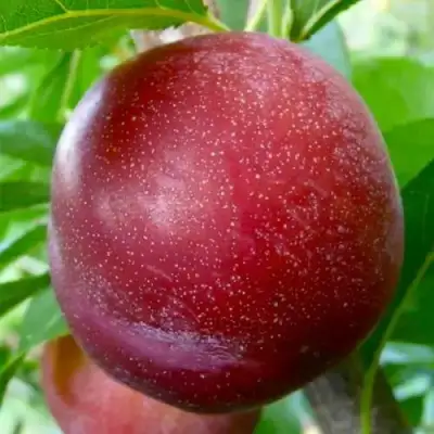 Слива БЕРБАНК ГИГАНТ в Пинске