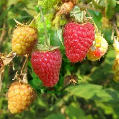 Малина РАДЗИЕВА в Пинске