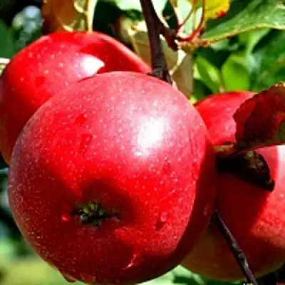 Яблоня РЕДФРИ в Пинске