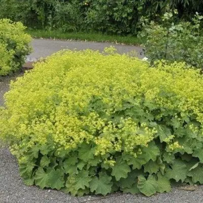 Манжетка ТРИЛЛЕР мягкая в Пинске