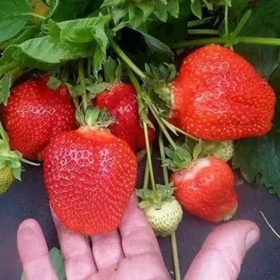 Клубника АЗИЯ в Пинске