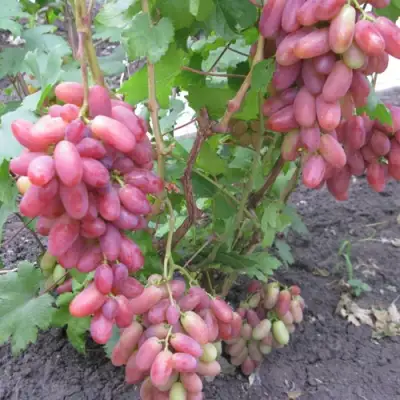 Виноград ЮЛИАН в Пинске